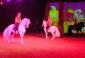 Pettelaarse Schans: Goa paardencircus acrobatiek+trapeze+show